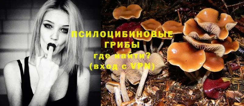 Галлюциногенные грибы Psilocybe  как найти наркотики  Алапаевск 